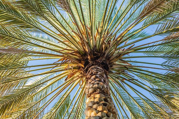 Wilson, Emily M. 아티스트의 Middle East-Arabian Peninsula-Oman-Ad Dakhiliyah-Nizwa-Palm tree against blue sky in Nizwa-Oman작품입니다.